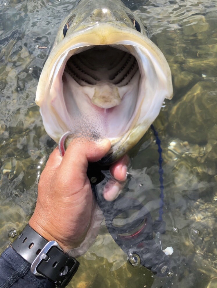 YN0FTnOVVsgD_OORkHnHF-ekBsrPsR2fc6gSPTfM3q0_HDACZCIHBpfDrDOt4QaLfG0l1fT_pD9bqxEpiFncV0BywzrC4Aqtfe8vzz5XQVQZ3st8gF3FmW3hV9kyiGVC