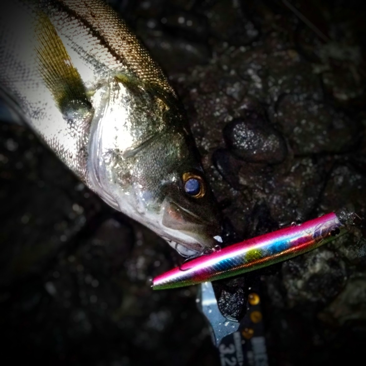 DSC_0526~3_copy_1173x1174