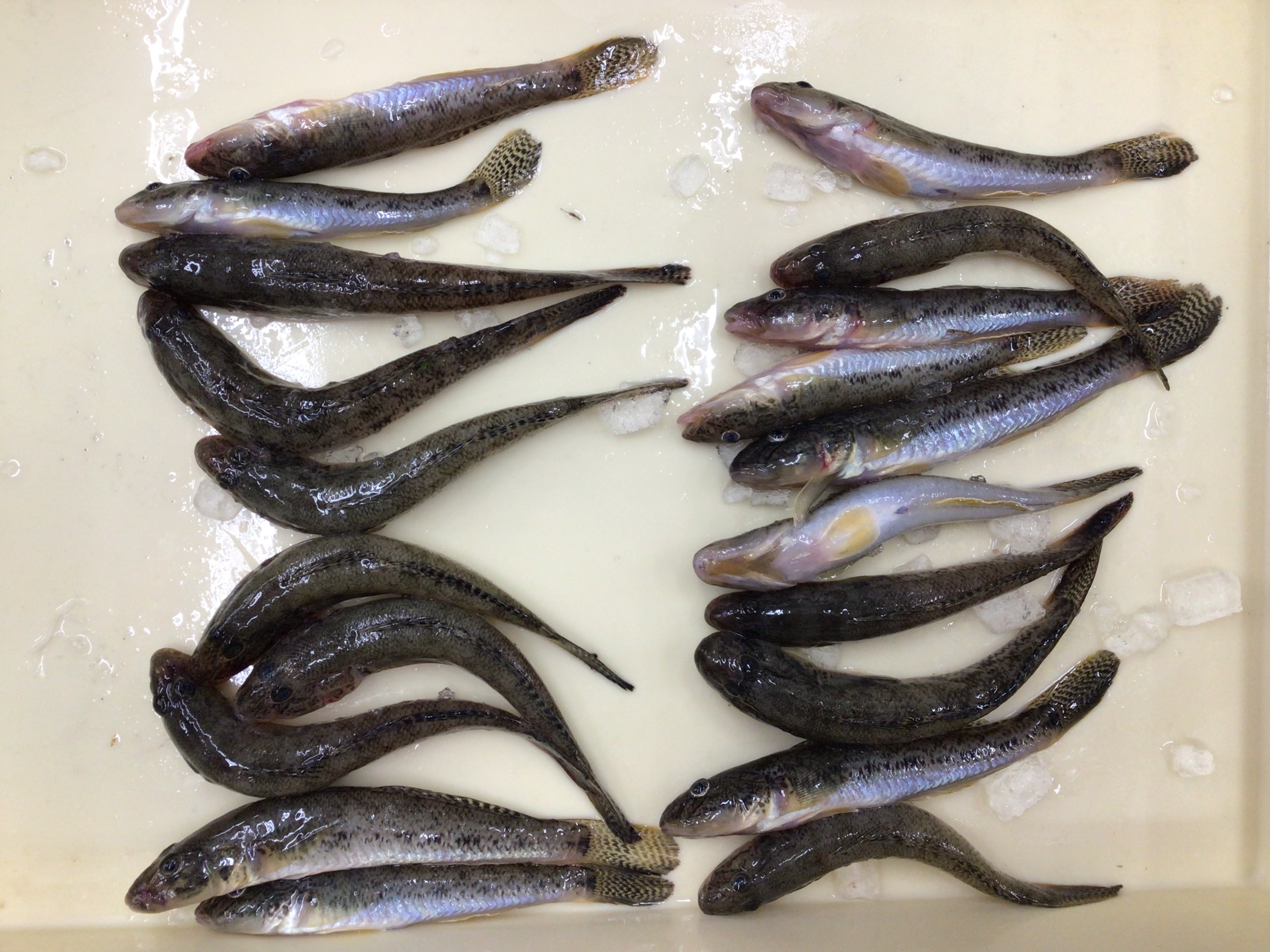 DBAE2116-CE14-44EB-8A03-4E8BC42483EB