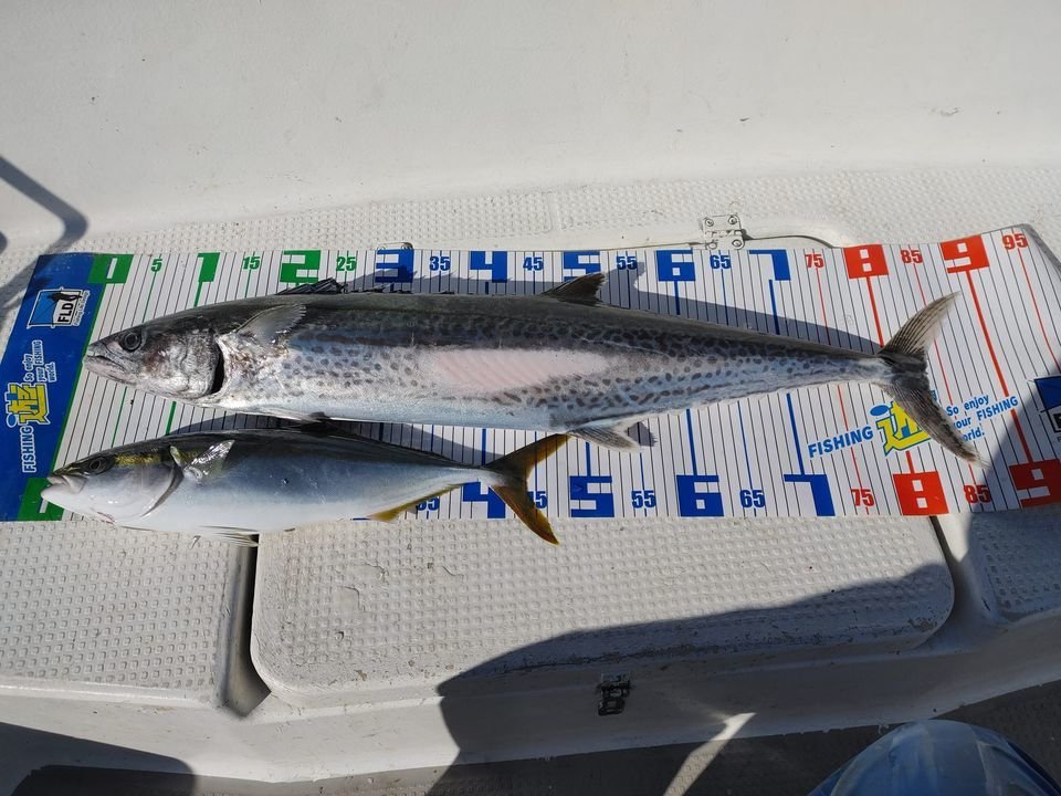 11月25日全体釣果