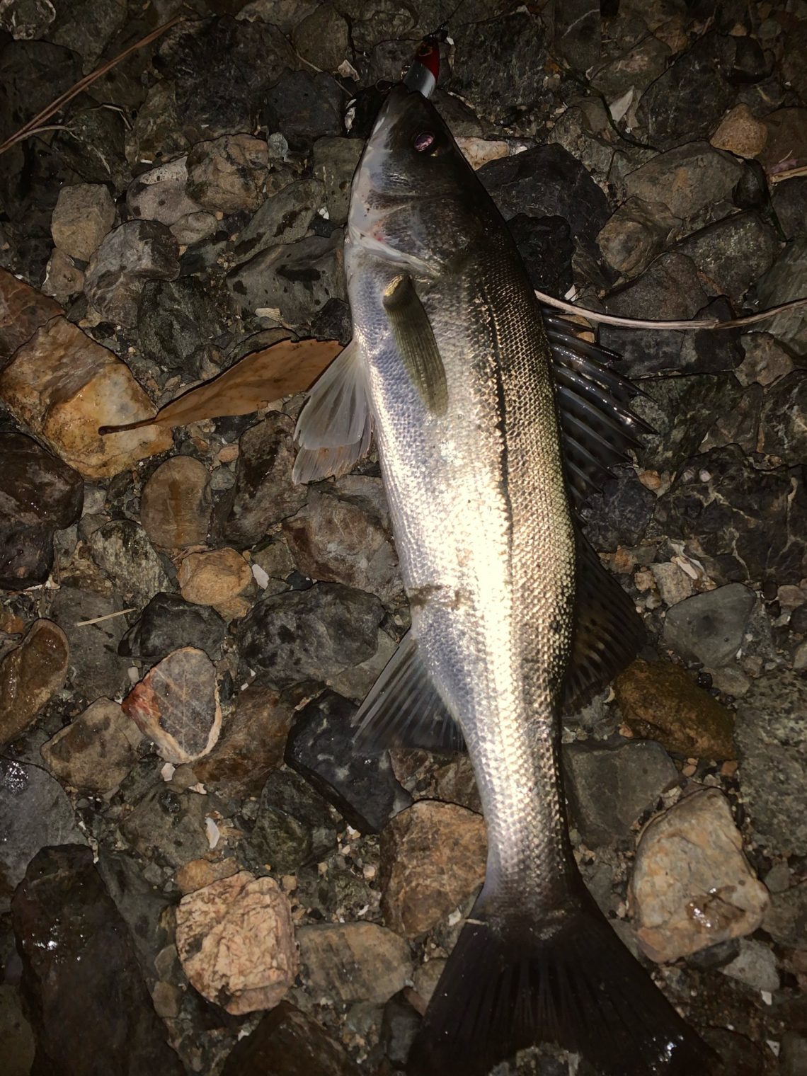 A11A0F6A-0777-4D89-89A2-3AE1A6D71596