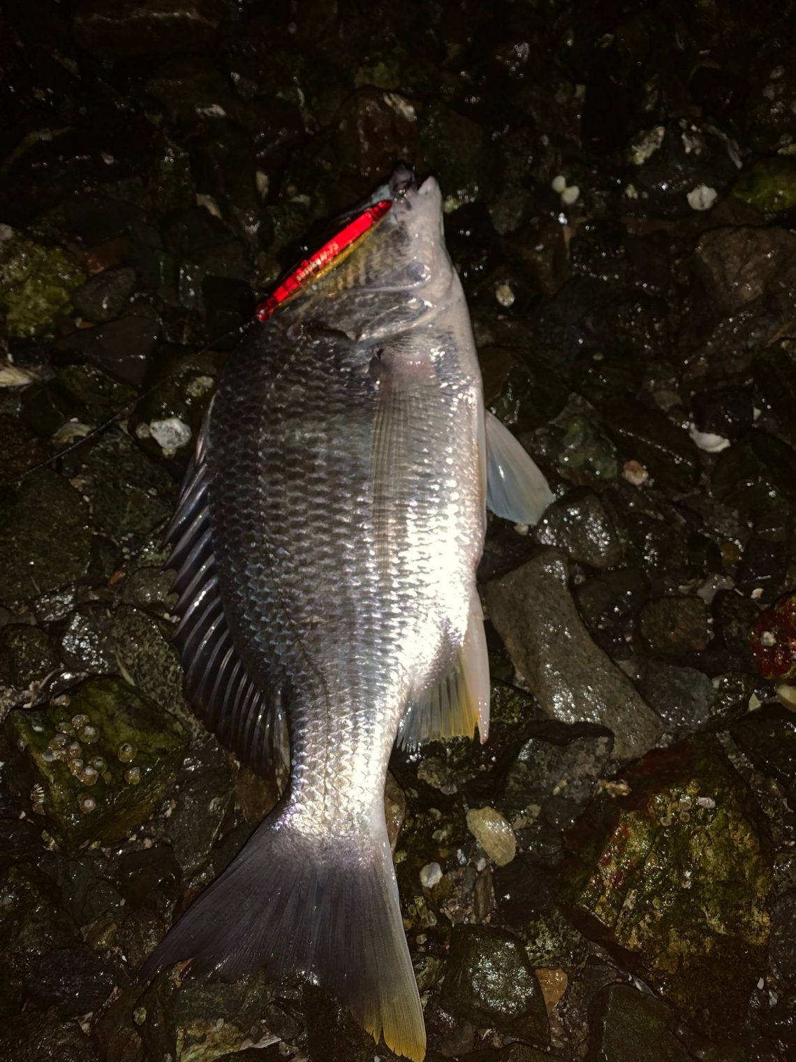 AB4D4A97-BD44-44CF-A0E0-EF9150E4BCD0