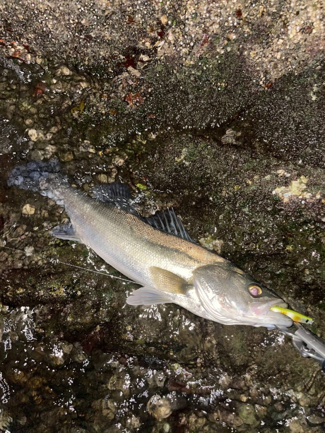 BwVTWRauz8LBRsoTFIPy09pcxdxAGdHMUY3ib3hFRf1p-E_r7W9r_Jsn5IwG-OrcAeZ7rkIAel3WcWx607BW_nGwdbUWi6cCu0-xmd0A981b3JWVPS0ajZp1K9WgaWTz