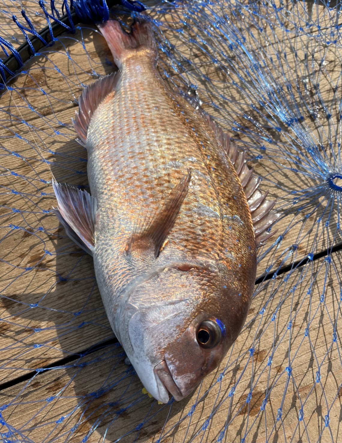 FE152805-02EA-4B68-AF25-DAE7C8B908BE