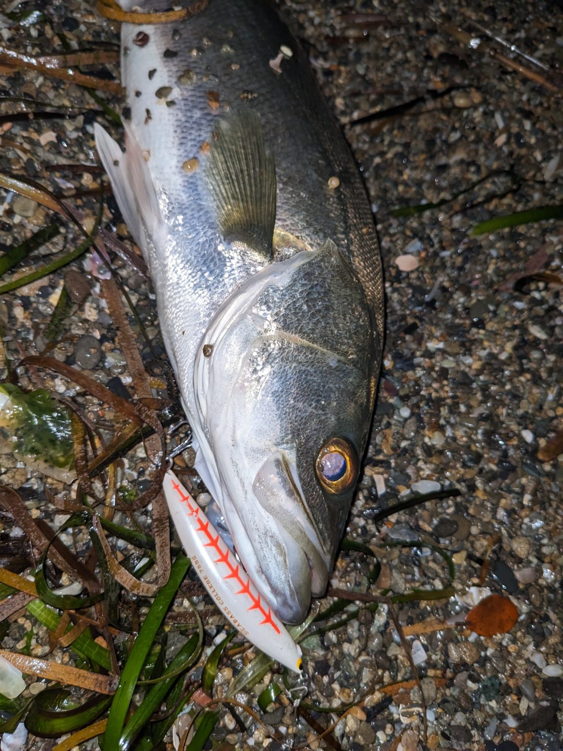 PXL_20230430_164516917