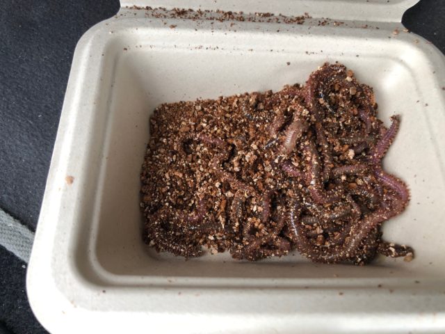 10.6みどり浜緑地　ハゼ1