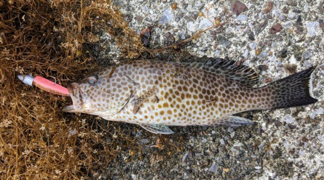 PXL_20230606_013722448