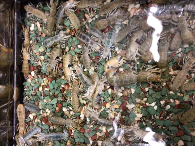 gC2GiXy0KFxHqiNnehNDVnOj8-xNt_w694m02x6YDad9dtyZdywNURYx461rtQEJSnS6RctB95WKltEtVuF6uP9uieaHEsXeXmjrozAtMj-88Xmz8k3QVYsynB9CF4Da-Y6RmCFYWj9R9NUu3GhWkQ==