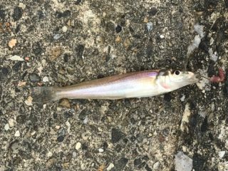 uIt7uV38paNhhnjqFMqKaNnZBJR-pOFQeBoeYjI5Iuh3oexP08fOC8nfVS7-1qbbN56UY27ZHbFpYs5kdwk58lcA6doMCB6u22LB56eSJpDswwREvfY7cMj-9nBzkODJr6fRbKROf4YksHppMo5QDQ==