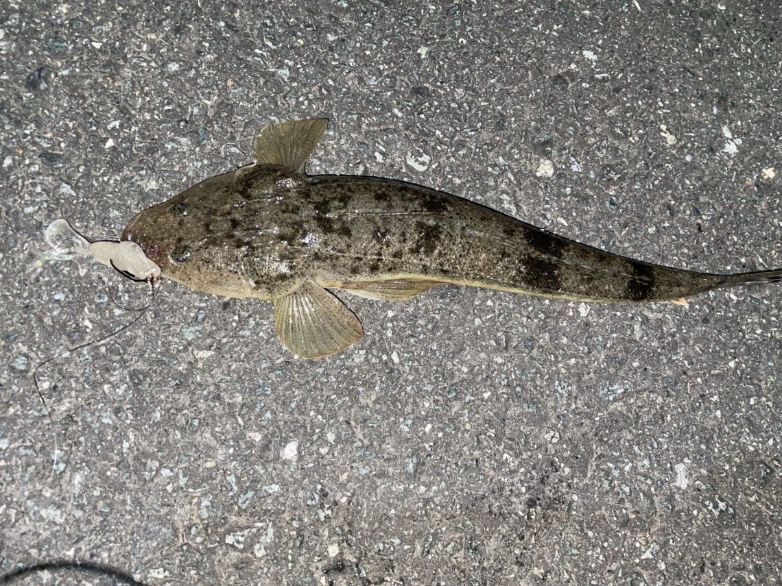 630ECB75-8C39-483B-8565-26C220D54F77