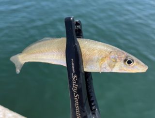 line_oa_chat_230711_160313