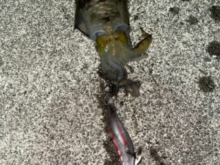 BEA1235A-F430-40E7-ACC9-4B5E561C4A5B