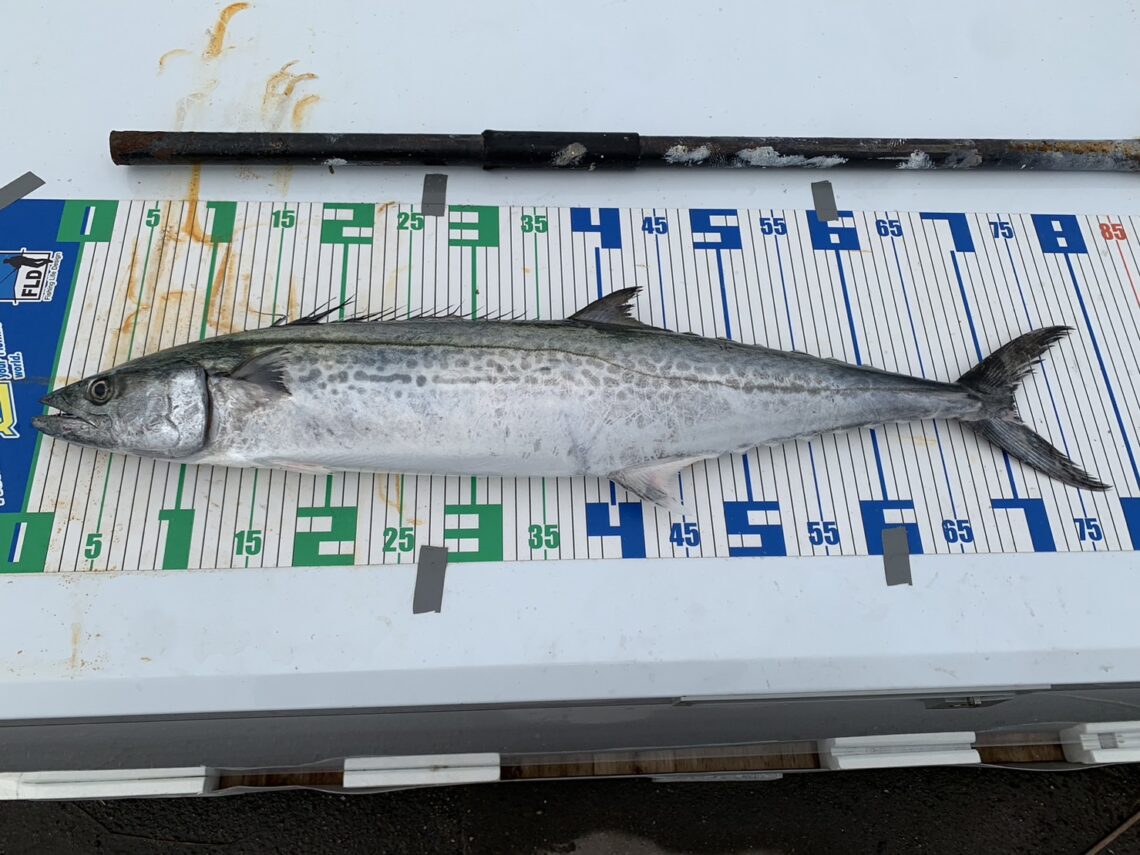 サワラメジャー