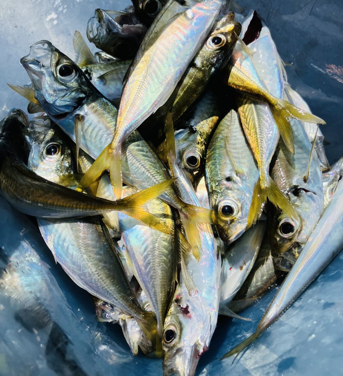 0CD15930-C3A2-4521-AAB5-B6D1BBB04E68