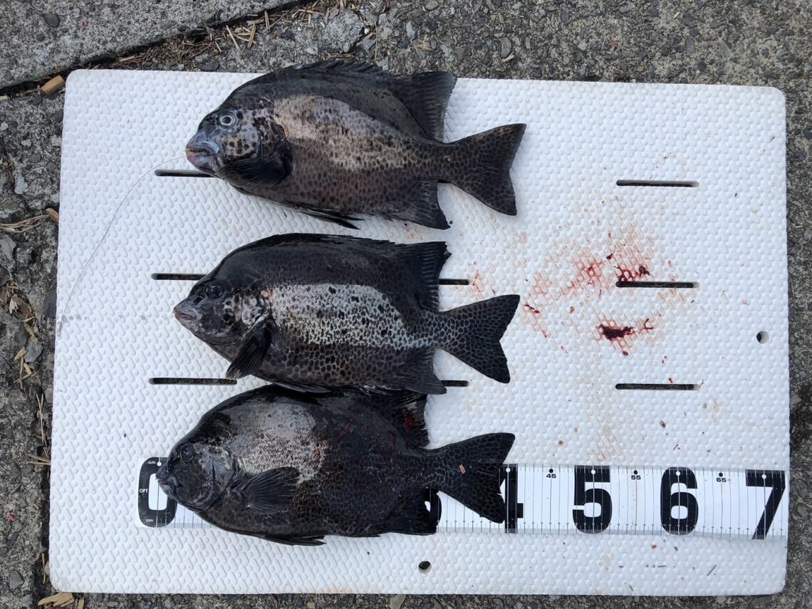 Xoh5F0eMHccapNg2CXf9ANHgQWIctlbLnt24HGFSpf8IUo16JWoBAkHnnjcpoxbqMwWijmJlgwWDHk9gvXMf0PWdlvJIEwbEhNIGRu1ILAZA7tZoFMPPn6tSXqVaTj-LkCPUNF5rJUTpUxwFl42Qjw==