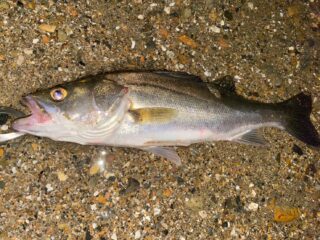 line_oa_chat_230904_184012