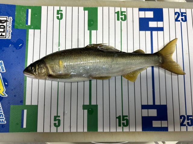 lyZWKwECJjyO_fSNCpo5Q02AovvjsZUUJOrERHHA8rQmWt0U8NUUURzlluJqBsyN7fsM2ym-YKZ7wM1FBva8KQ168e7VU4QxG2D0jcbewO4_CNi28oULszRGH6k4h69GkCPUNF5rJUTpUxwFl42Qjw==