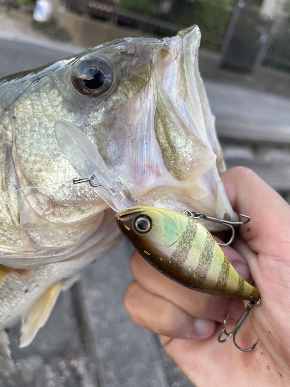 yqLrhJlZ0k7PI87sS45qatBdLpwvEbyW3nieIMsI2dVzOlUPofccCQrgZr3IG2k7R5IUdX4rucohDxJDPOTz6IJzrVo_mnhF9h6h2S4CK4iyeAklvg5aBpwGVNcQE1oqr6fRbKROf4YksHppMo5QDQ==