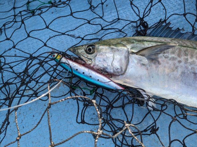 10月26日ﾛｸﾞｽﾞ技ありヒット