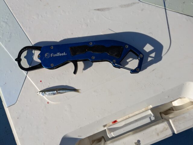 10月26日ベイトはトウゴロウ