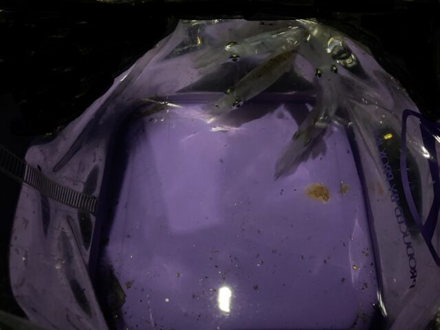 8ib4Od2ecR4clS4TpimDc-qzmbEg0WZBipenb4j5gXiIy1qPSEM2TVlH50IgMiiSG-ULZT2BWgkojmOVq8dZcK4myygM-TrkxZCVImR_6H-3PZK191amAENdknyqzxIehQ7XXNlMIvOKyR-Uke5ipw==