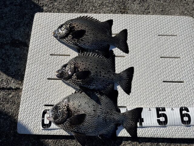 H513P4L95L-O2ue7i9ggXhwx4uwoptwaEnhLbsxZDJ43lIUAXRnU45QRYthZs2Xsnvw-NtmsIu_wpo0sX0c8f2xho2QdCIM87Z483JGjJTu6i9dSW0l2_R-S_zarPndBOObrIXWDvj3wvVZWXR7TOg==