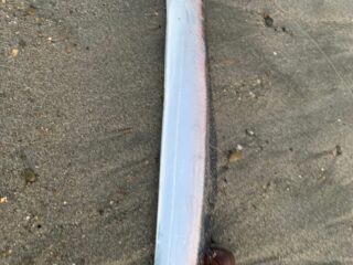 W2rO07IzzJJapwZJBNvbBBrIUYqK_kIwtzJcVz8_K28mP53bS5pt4j8ChQCyTZhbKBDSnHVrQk8c_18eMukeZwfdAoN_TvWj79XBQSemPlKU-pIXV8Ieh_iq_Vb1oA9jOObrIXWDvj3wvVZWXR7TOg==