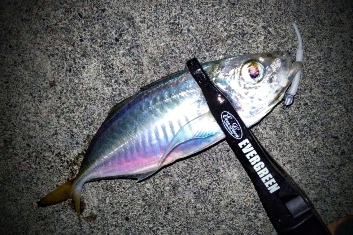 DSC_6402~2_copy_1704x1136