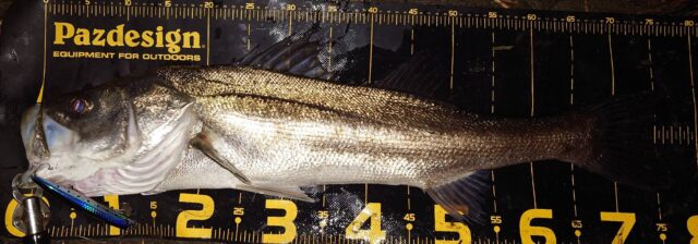 E1D-lFqkFsyV7b5IO9K1NZCKRcQ-sM7UkMOU8kfDMiA3YavfEO9ungpRbSBgjz5rCVo9iE4_yzupabNStoN9CSOpwFVsXr5QURk3AAymUk4q-1BQ3C1q1an8JnpeDqELr6fRbKROf4YksHppMo5QDQ==