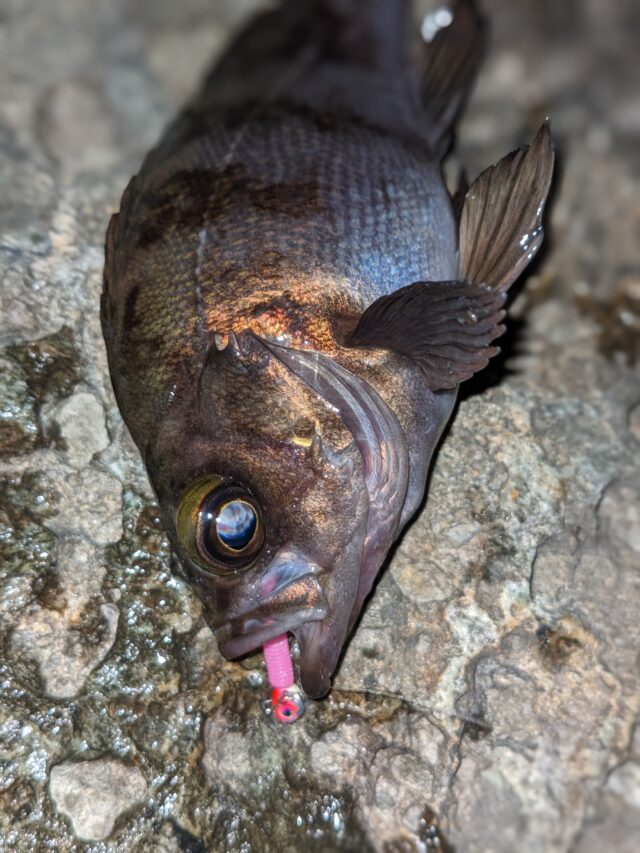 PXL_20240315_153425468.PORTRAIT