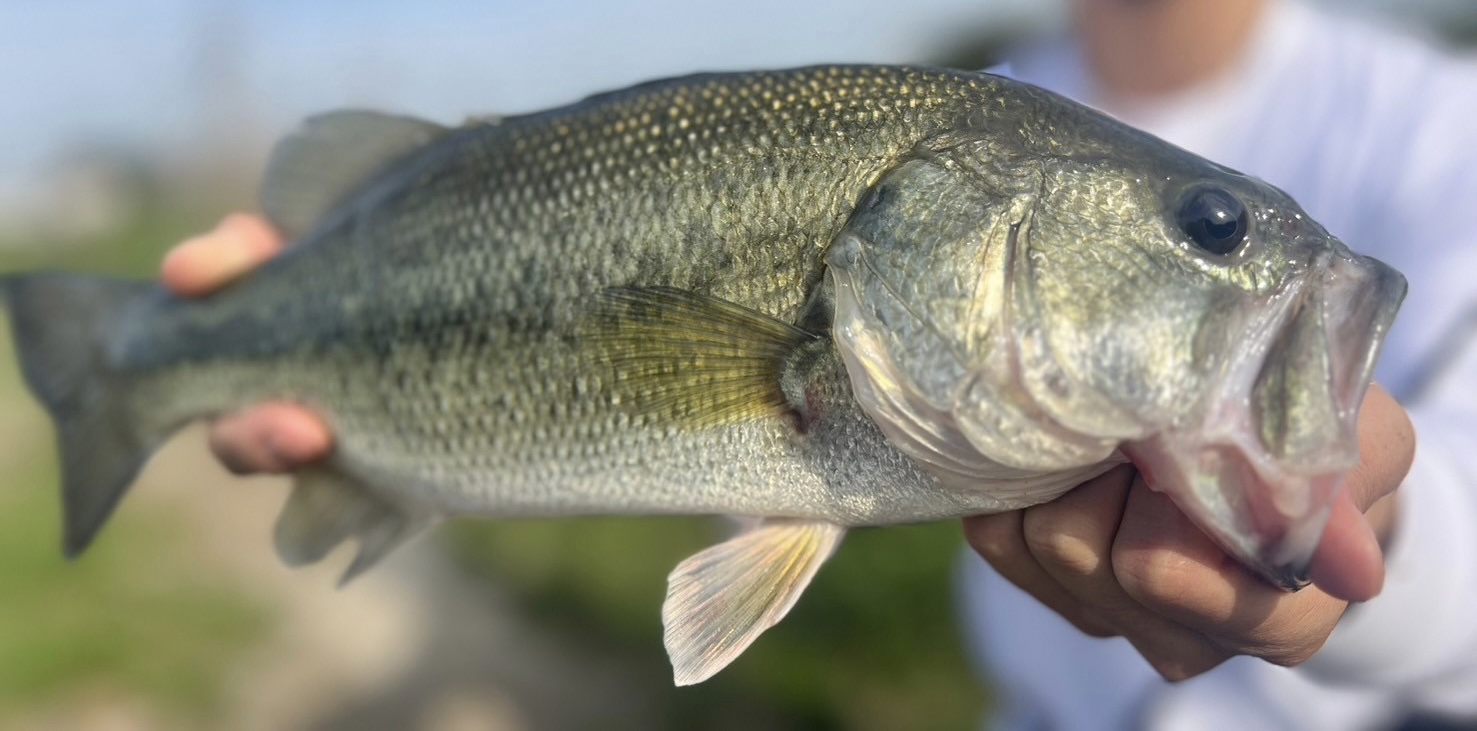 夕まずめため池バスフィッシング！！ | フィッシング遊
