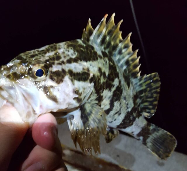 2uQdhJVuCEUqdPxWaoMcyBB7CNmc4SEPMbBAZ-kce3AR331h_XHrdcOGjcDMd_vbz505GIyFHudKcxyvddy2MvMATvw5G9EgukfVGc3nzOOrhvtwr7VIvigDi56Lb6LWjgTjgTGATm1_gXXKFHhmhg==