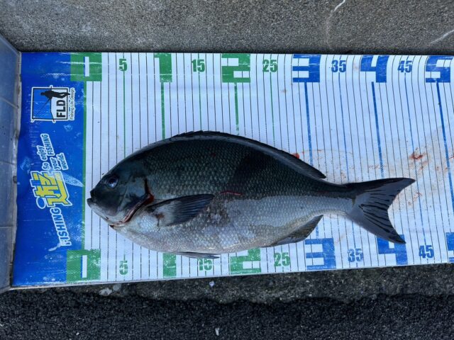 7N_cfYmKpi8QI6sDxlBhkvljArBLRmjriDv_UhtWtgEScMVDkbYkxT4lt90xZResFdPp0oOi_PBj6zFdIax99TBz-CZ_hfqbMdm8HPAy2B5FVyHE9puEgM8fZLgyLJfayoEYSNdl5TIBu65cFcBv0A==