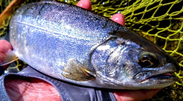 DSC_7557~3_copy_2584x1426