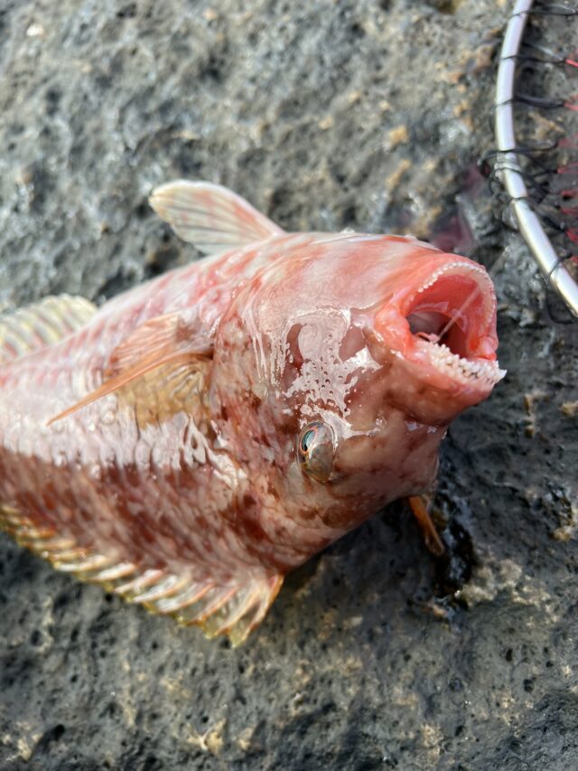 e79GaozjwIFy9ge3bo3Lg3SG5xDaAu1fbX7Yp4ooP0DDZRQwVChFEbjb-3QssTCBVhX44vpGDJLGu0gq5AKFRres8QEvLORcC1iZQxsVcuX1SEMS_rSsuXbU5j4NFgZdxjd32DvNFM_jZ_FnFQeU0g==