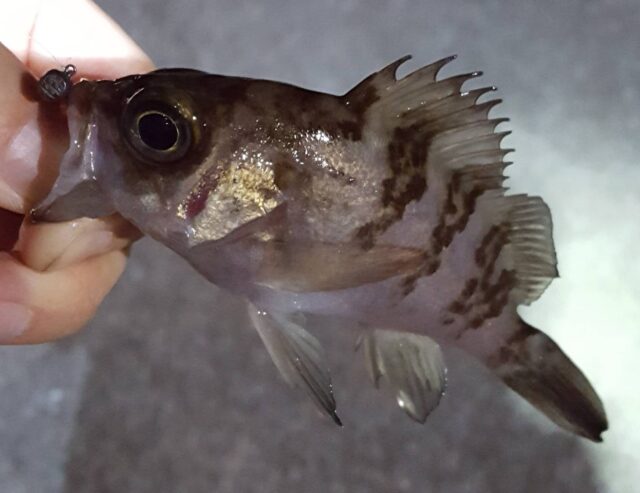 mm9J8t1tHMC8Hkohp3ihQ-Y2uuGy73n5Ac5_rMx7Qg6_M3uRnVaeI_jZrBqdaTOs6v0MaohFb1-JX95yJ_BjbIAp6ffzUHb3N3yu36-cqA9M9rZ5Yk0zNpFby5xmIJzJkpngZXezwyv0UN-p8nCI8Q==