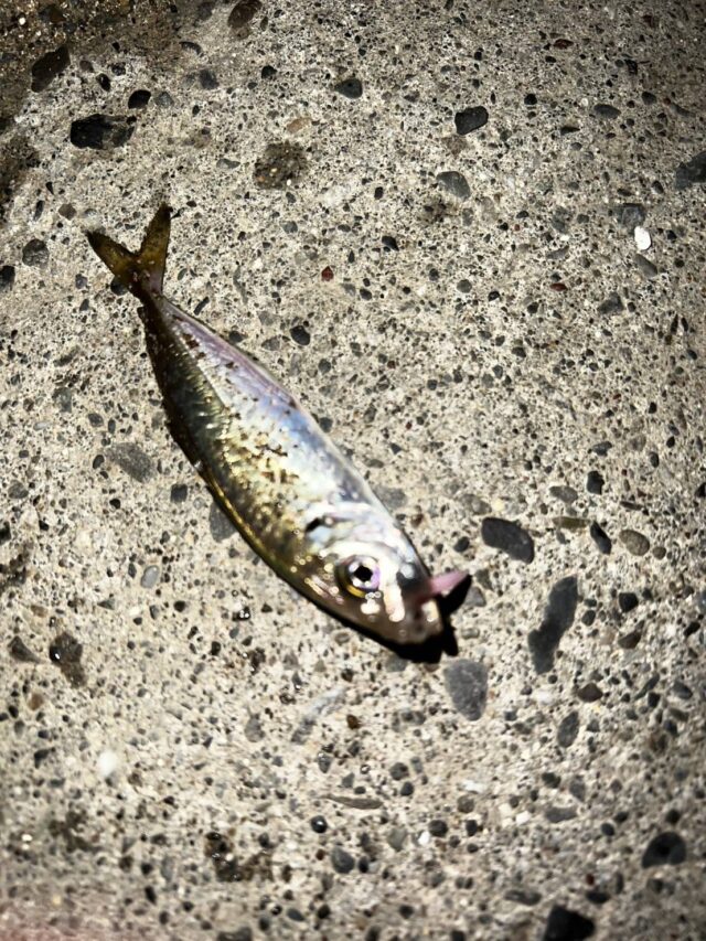 IGAR0i40fSpNvl9xpg30nZ3nb8ZYdrKPqBNE303M_4_bktXlK5d06_jQtSYs7RWalmftyHbkZaYCbMBX20ZrnWSTGFIQ10j2sobNxbl4axg7gI1lKvxzi_VvTzzkKUn7kCPUNF5rJUTpUxwFl42Qjw==