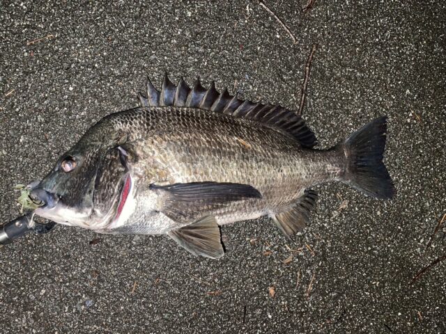 田中　クロダイイ
