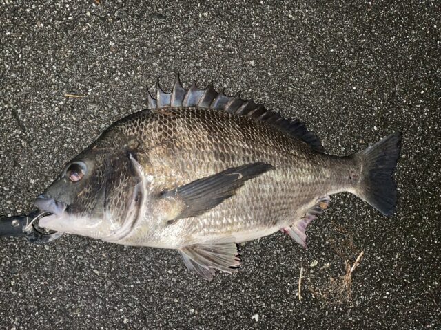 田中　クロダイイイ