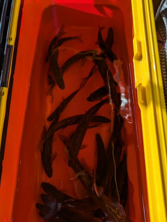 PXL_20240728_074427740.MP