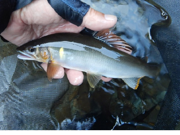 8月11日-亀尾島様1