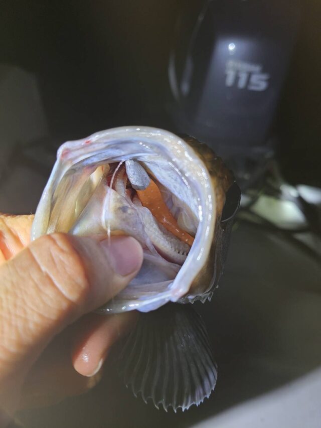 4A91AEs-xijUHMvokEYd2BmrhP5qL82Y29V8CndXzlRcKyZzzQTDKO8Q-2w352jRKv4QUYnSNxNNUluBWlIswcgX5hHook97f1P2qjK97yrJUbb8LLSJwC__kPlqle946jNu5bRgUMkvYKl3YQCxcw==