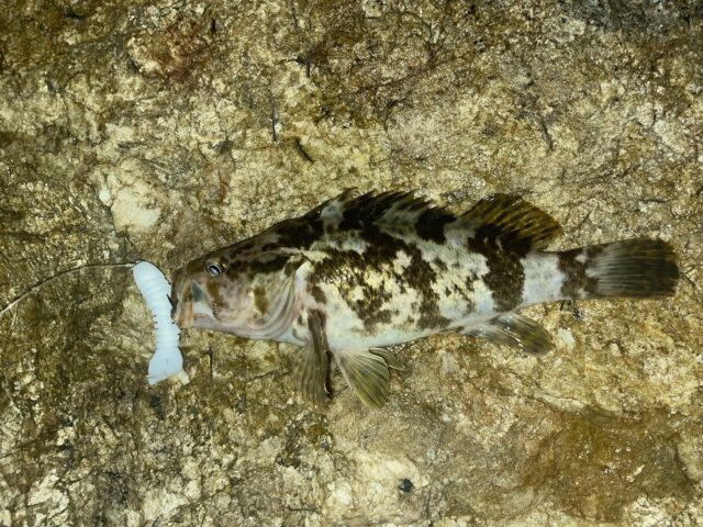 line_oa_chat_240808_183559