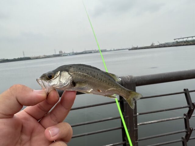 line_oa_chat_240819_173520