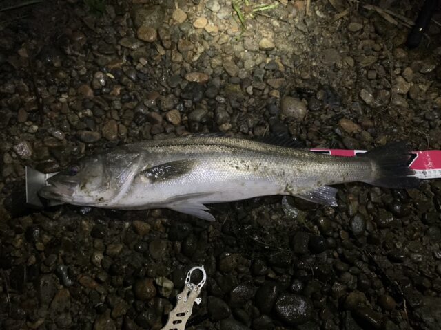 A6WVe89WyJQTFxQ8y_7-6HPP52CV6RP9n4MjcffpIruZB5ggoSYR4L721nXjL7hpwcH2RXJ5PHqtpbVkxsj0U-bcbeySh9FkfEp6UOd0gNdKzkJVAG1mMRdDI9nIKv5jxjd32DvNFM_jZ_FnFQeU0g==