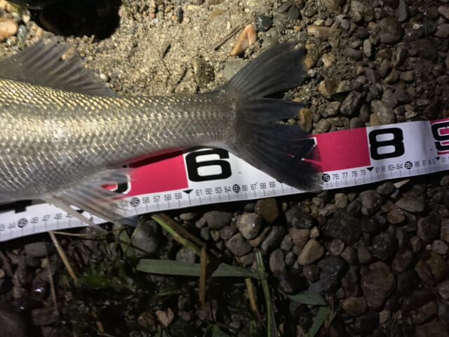 BNYF7Ez8_Ce_FB2zPgKpH_x8EZfasiz6hx0No1vVgVqGfrTZCp79EB5MiQ90DCORiTB6T2Z7WyGbW8yNsCMzGhvracK3c5n8EdujBBobsf-AUl9bQ82cd_uecodQXz8qQ0mGTKiMiK02azDH-NEk1Q==