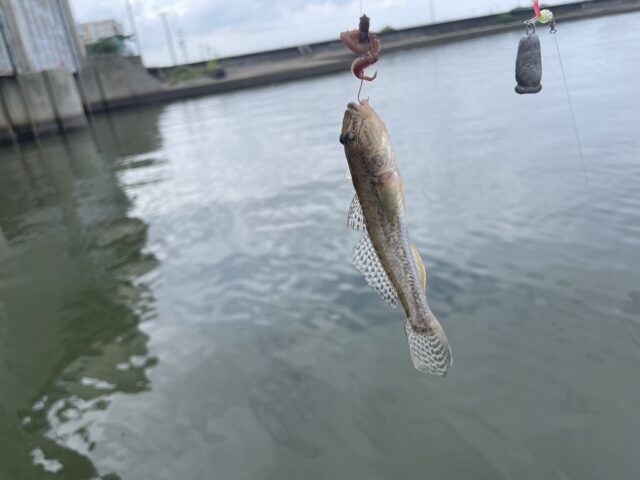 Bffz9Frl8eQoQ0Gn31oU0KmL1rj9RC_jqW13TlTPz9H2X7t_kmet1SQmPES_p2nh1y4IycWPTMD4cFqdEPkStYUK_ybum5Ukpn4UJpfIi9WslJ6QBf8fbhELefyNGYu_r6fRbKROf4YksHppMo5QDQ==