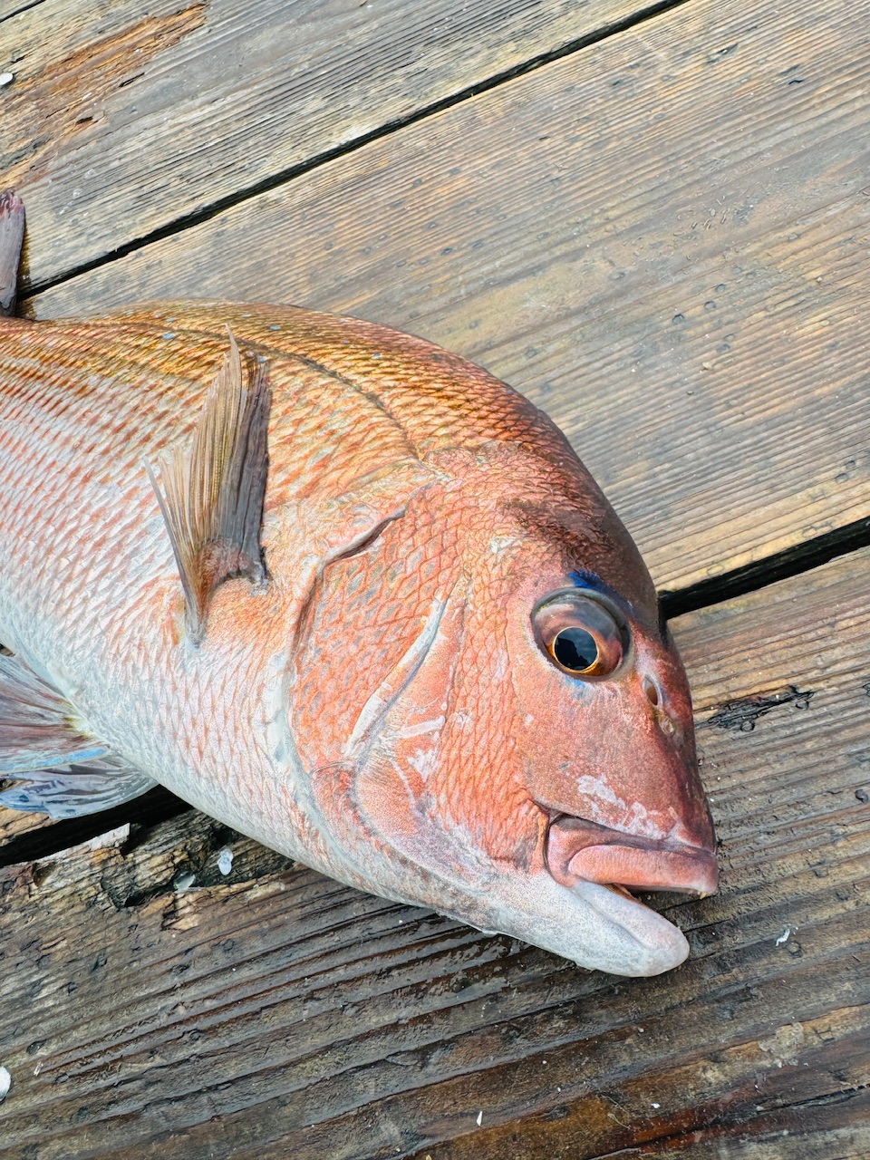 海上釣堀 辨屋（べんや）さんへ！ | フィッシング遊