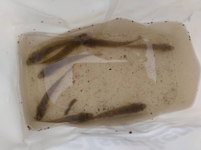 line_oa_chat_240917_160327