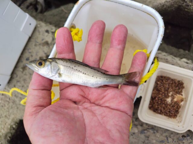 line_oa_chat_240917_160346